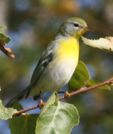 Northern Parula first fall